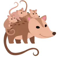 Saruê fêmea com três filhotes nas costas. A Catarinense faz manejo de saruês com cuidado e respeito.